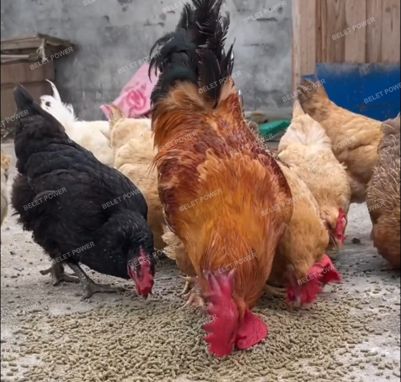 1~2TPH Poultry Feed Pellet Plant in Philippine