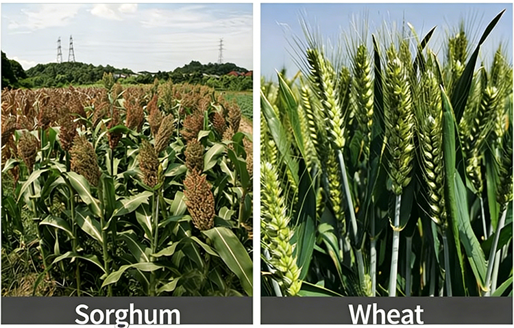 植物 (2)---750.png